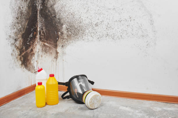 Best Mold Removal Company Near Me  in Huntington, WV