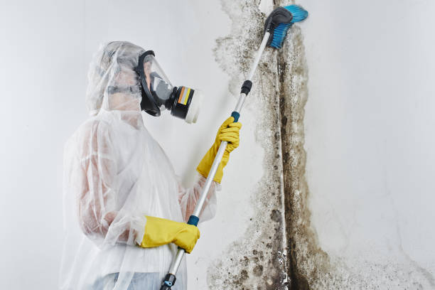 Best Attic Mold Removal  in Huntington, WV