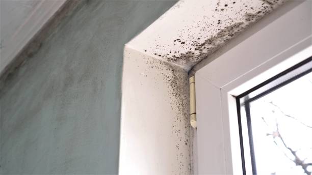 Best Mold Remediation Services  in Huntington, WV