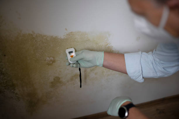 Best Toxic Mold Removal  in Huntington, WV