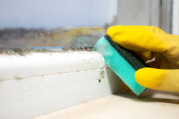 Best Residential Mold Removal  in Huntington, WV