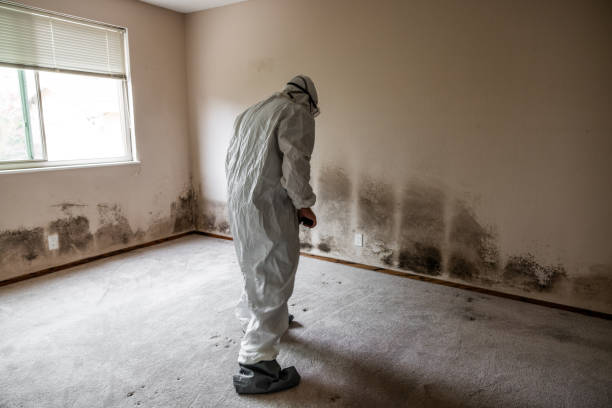 Best Residential Mold Removal  in Huntington, WV