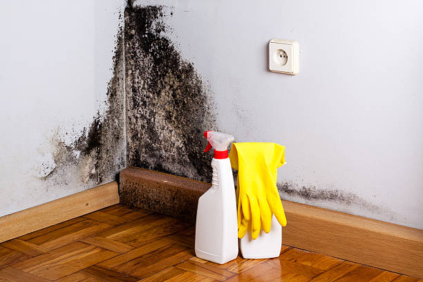 Best Mold Remediation  in Huntington, WV