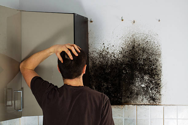 Best Local Mold Removal Service  in Huntington, WV