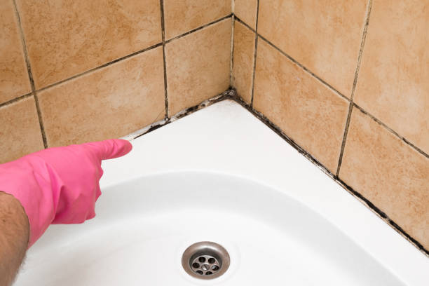 Best Black Mold Removal  in Huntington, WV